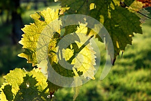 Green leaves of Wineyards in Tuscany, Chianti, Italy