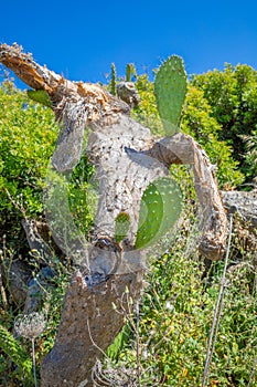 Green leaves in withered cactus pear photo