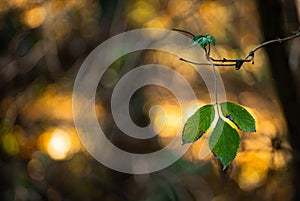 Green leaves of wood in a blurred background