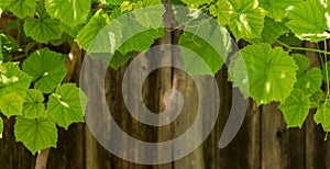 Green leaves on wooden wall