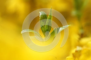 Green leaves on yellow background photo
