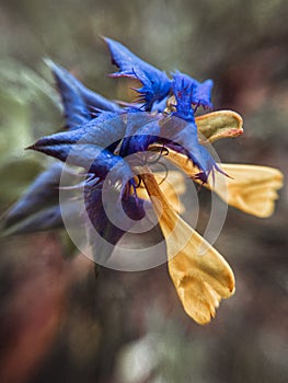 Green leaves and yellow-blue flower Ivan da Marya in a sunny summer forest photo