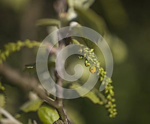 Green leaves yellow buds - spring in London; a sunny day.