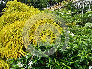 Green leaves and yellow leaves growth together