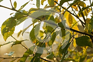 Green leaves in yellow light