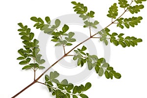 Green Leaves and Yellow Speckles of Moringa Tree 4