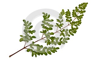 Green Leaves and Yellow Speckles of Moringa Tree 5