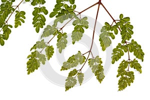 Green Leaves and Yellow Speckles of Moringa Tree 1