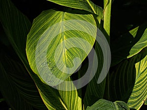 Green Leaves With Yellow Venation