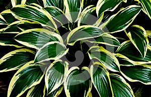 Green leaves with yellowish rims