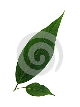 Green leaves of Ylang-Ylang, Cananga odorata leaves