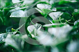 Green leaves on young pepper. Green background