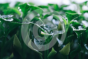 Green leaves on young pepper. Green background