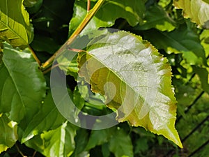 Green leaves of a young poplar. Summer landscape in sunny weather