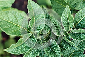 Green leaves of a young potato