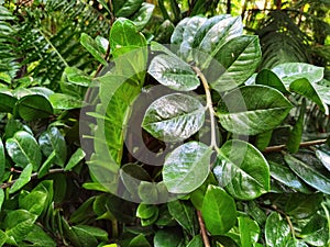 Green leaves. Zamioculcas zamiifolia, dollar tree.