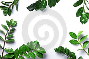 Green leaves of Zamioculcas zamiifolia on white background. Top view. Copy space. Texture of green leaves