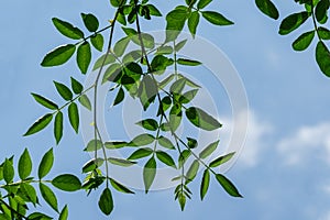 Green leaves of Zanthoxylum americanum or prickly ash. Sichuan pepper in summer garden on blye sky background photo