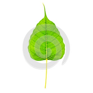 Green leavesPho leaf, bo leaf,bothi leafisolated on white background