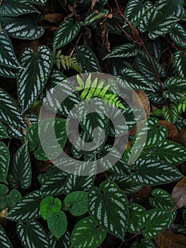 green leef and dry leef