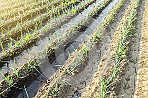 Green leek onion plantation with water in irrigation canals.Conservation of water resources and reduction pollution. Caring for