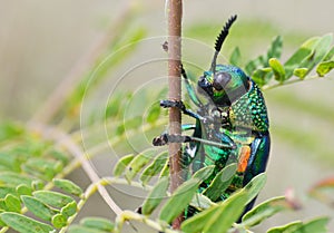 Green-legged metallic beetle Sternocera aequisignata or Jewel beetle or Metallic wood-boring beetle