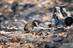 Green-legged partridge or scaly-breasted Partridge, a species of bird in the Phasianidae family photo