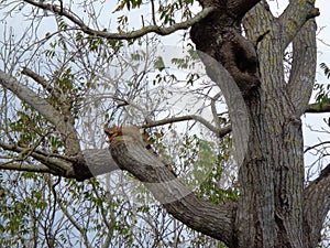 a green leguan is chilling at the tree