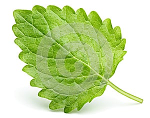 Green lemon balm leaf Melissa officinalis on white