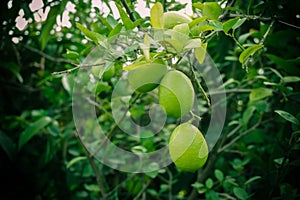 Green Lemon a citrus fruit Citrus lemon of Bangladesh origin