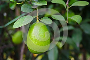 Green Lemon a citrus fruit Citrus lemon of Bangladesh origin