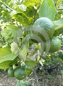 Green Lemon fresh in the garden at Thailand