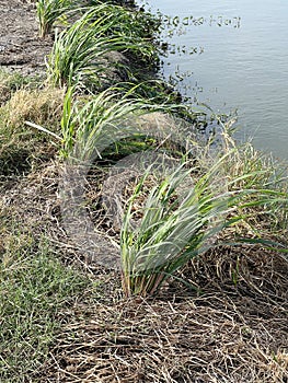 green lemon grass on the beach