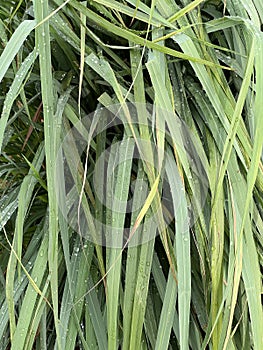 green lemon grass leaf background texture