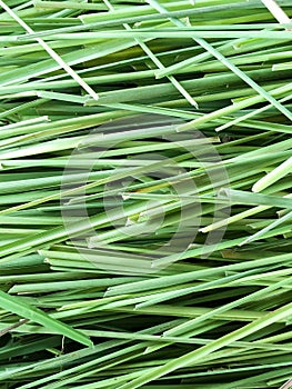 Green lemon grass leaves