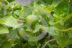 Green lemon growing on the lemon tree.