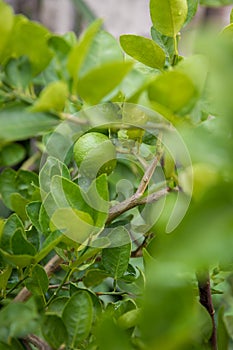 Green lemon growing on the lemon tree.