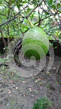 Green Lemon hanging in garden .