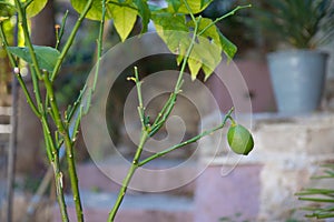 Green lemon hanging from the tree