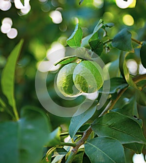 Green lemon hanging on a tree with leaves in the sun