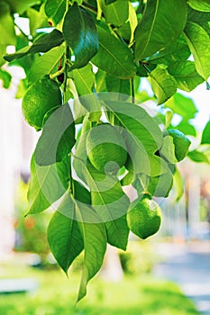 Green lemon hanging on a tree with leaves in the sun