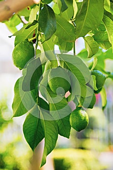 Green lemon hanging on a tree with leaves in the sun