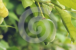 Green Lemon Landscape.