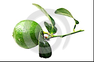 Green lemon and green leaves