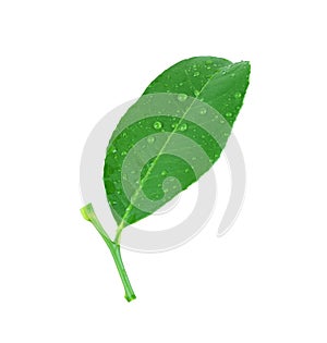 Green lemon leaves or freshness leaf lime and have water droplets on leaves
