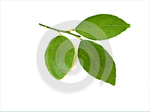 Green lemon leaves isolated in white background ,single leaf