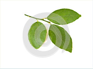 Green lemon leaves isolated in white background ,single leaf