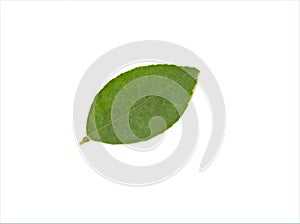 Green lemon leaves isolated in white background ,single leaf