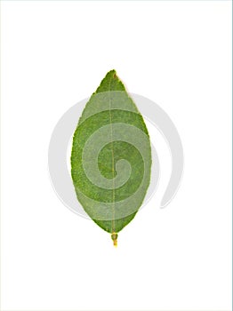 Green lemon leaves isolated in white background ,single leaf