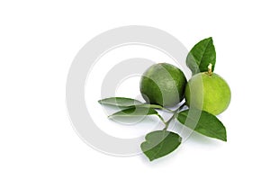 Green lemon  and leaves on white background